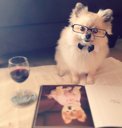 Classy gentleman Pomeranian