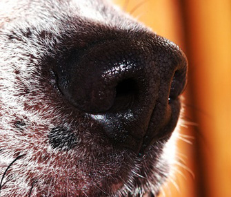 Dog nose close-up