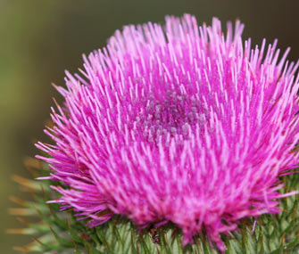 Milk thistle