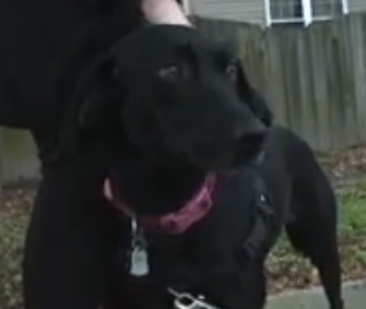 Roxanne helped lead her owner to a missing elderly woman in her Virginia neighborhood.