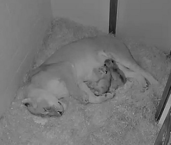 The two lion cubs born at the National Zoo on Friday curl up next to their mom.