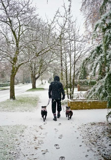 Walking Dogs in the Snow