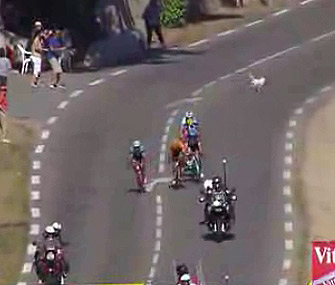 A small dog barely managed to run out of the way of cyclists on the Tour de France course.