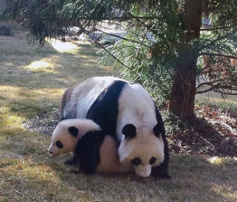 Little Bao Bao stuck close to her mom as she ventured outdoors for the first time on Tuesday.