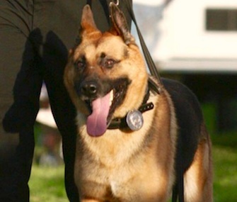 Judge, 9-year-old K9 officer with New Jersey's West Deptford Police, had a hero's farewell Friday.