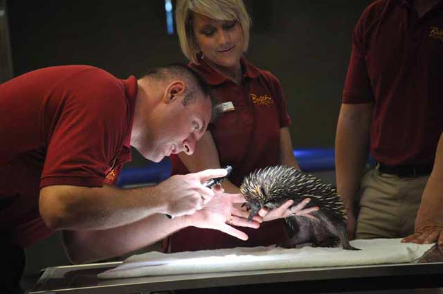 akidna veterinary exam
