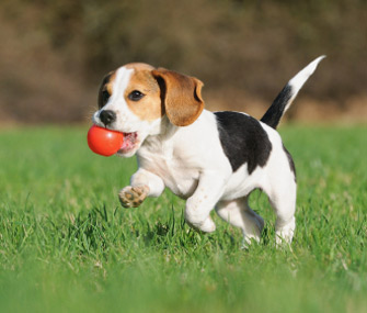 Chiot jouant à la balle