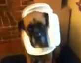 English Mastiff with a trash can on its head