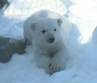 The Toronto Zoo's 3-month-old polar bear cub made his public debut over the weekend.