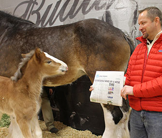 The general manager of Budweiser's Clydesdale operations shows baby Hope a headline about her popular commercial.