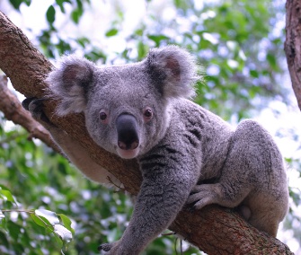 Koala hugging tree