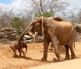 Wendi, who was saved as an orphaned baby, brought her own newborn to meet her rescuers in Kenya.