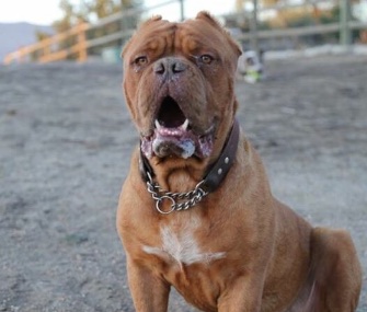 Hooch, who overcame abuse and injuries to become a therapy dog, is named the American Hero Dog of 2016.