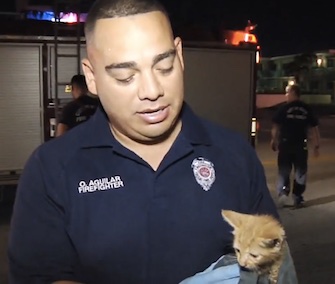 A little orange tabby kitten was saved from a drain by Miami firefighters.