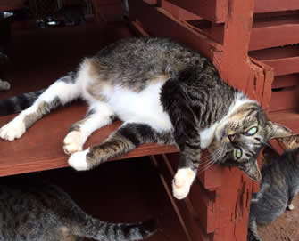 cat lounging in Lanai
