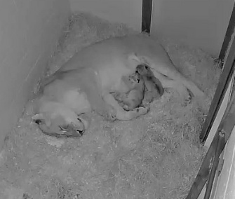 Shera snuggles with her four newborn cubs at the National Zoo.