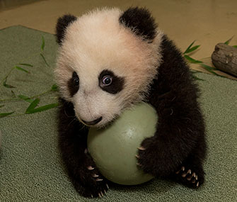Panda cub Xiao Liwu holds a ball during his latest exam.
