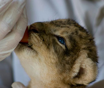 A lion cub was born at the Jacksonville Zoo.