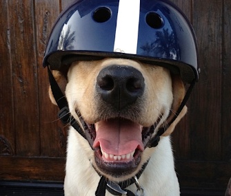 Henry, a Lab from San Diego, is among the 12 pets nominated for the VPI Hambone Award.