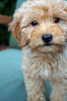 Author John Searles' dog Ruby