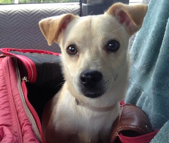 Beth Stevens transported and then fostered this dog, who came all the way from St. Croix to Lost Dog.