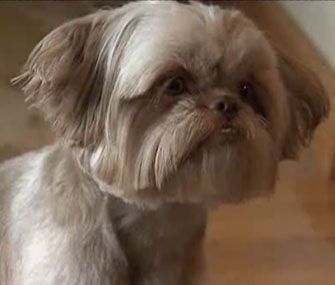 Mickey's owner says he's acted as a comfort dog to combat post-traumatic stress.