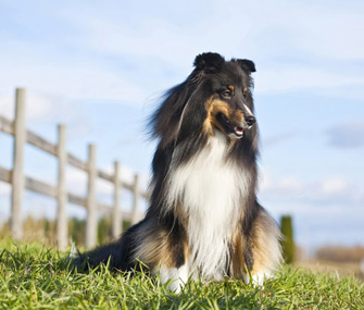 Shetland Sheepdog in a field