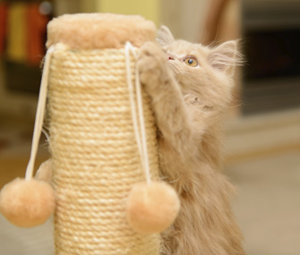 Kitten using scratching post