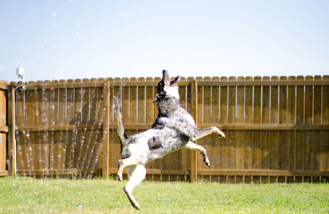 Jack the Blue Heeler mix plays in the sprinkler