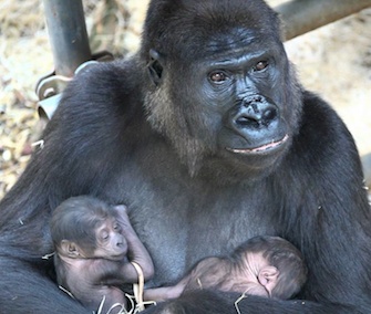 Gorilla mom N'Gayla gave birth to twins at the Burgers' Zoo in The Netherlands last week.