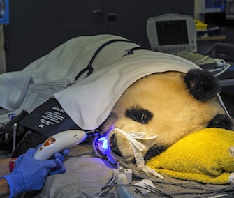 San Diego Zoo panda Bai Yun's chipped tooth is repaired.