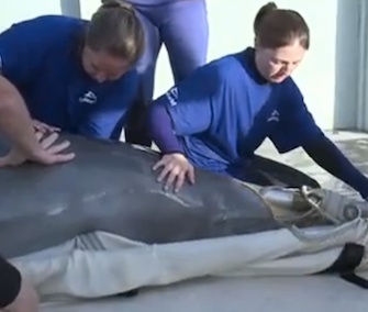 A rehabilitated dolphin is set free in a Florida lagoon.