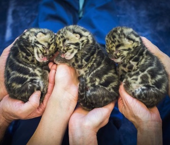 Three adorable clouded leopard cubs were born at the Point Defiance Zoo.