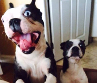 Bo and Zoey the Boston Terriers barking