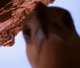 A sea eagle in Australia snapped this picture of itself with a motion sensitive camera it took off with.