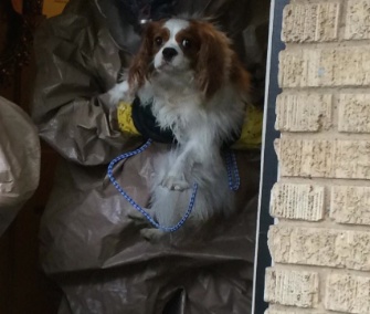 Bentley was removed from his owner's apartment by people in protective gear Monday.
