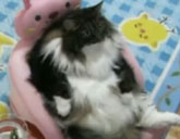 Cat couch potato