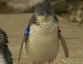 Dirk the penguin was returned to Sea World in Australia.