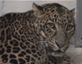 Jaguar at Columbus Zoo