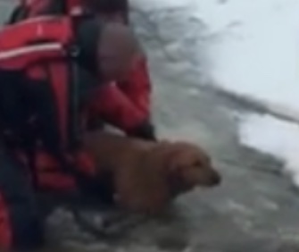 Firefighters came to the rescue of Bailey the Lab and his owner in an icy Illinois pond.