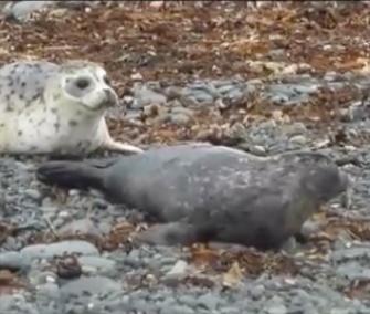 Harbor seals Lyra, Dipper and Draco were released on an Alaska beach earlier this month.