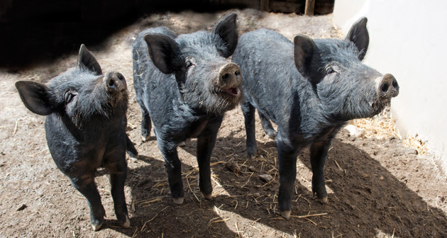 Mulefoot Hogs at Queens Zoo