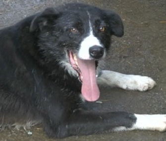 Pero the sheepdog somehow made it 240 miles back to his home in England.