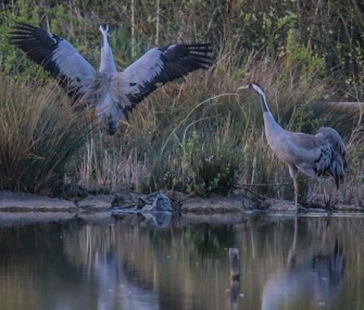 An egg belonging to a pair of common cranes is being guard around the clock in the U.K.