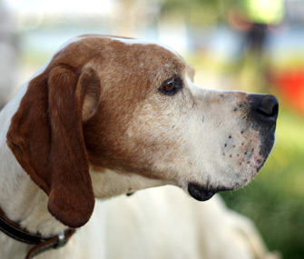 Senior dog