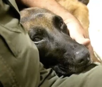 Ely, a police dog, is recovering thanks to a blood transfusion from Buddy, a dog in need of a home.