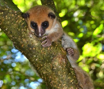 A new species of dwarf lemur who was found in Madagascar is described in a new paper.