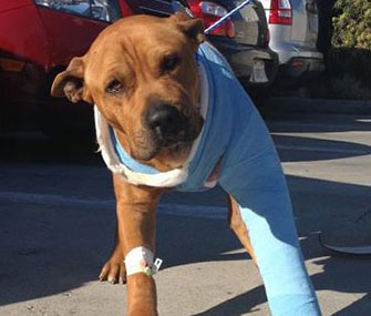 LAPD officers rescued Philly, who was hit by a car.