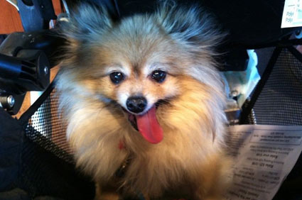 Mikkel Becker's dog Teddy