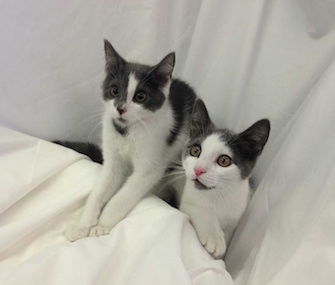 Alfonso and Louis will hit the stage on Broadway — and hopefully find a forever home.